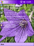 Free pocket pc themesArt Flowers7