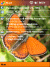 Free pocket pc themesButterfly