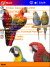 Free pocket pc themesFamily Parrots