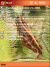 Free pocket pc themesGrasshopper