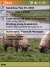 Free pocket pc themesSheep1