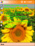 Free pocket pc themesSunflowers
