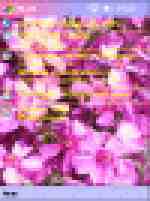 ипотпал pocketpc Violet_World_thumb